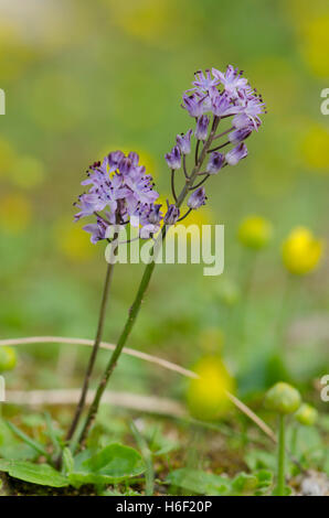 Herbst-Blaustern, Scilla Autumnalis Pflanzen in Blüte, Andalusien, Spanien. Stockfoto