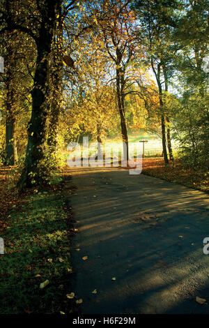 Herbstfärbung, Linn Park, Glasgow Stockfoto