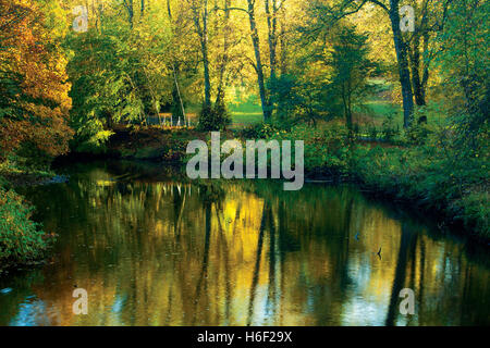 Herbstfarben und die Karre Wildwasser, Linn Park, Glasgow Stockfoto