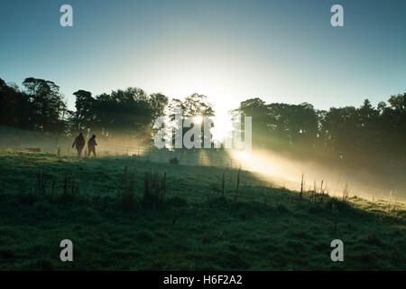 Eine neblige Dämmerung, Linn Park, Glasgow Stockfoto