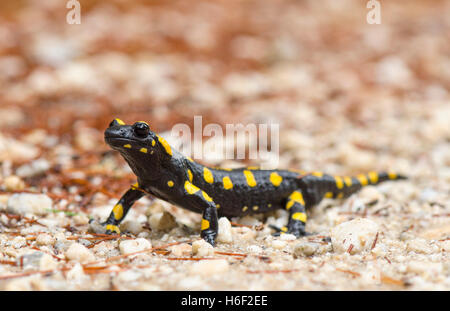 Europäischer Feuersalamander (Salamandra salamandra longirostris) Salamandra bética, nach Regen, Andalusien, Spanien. Stockfoto