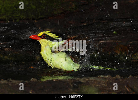 Gemeinsamen grünen Elster (Cissa Chinensis Chinensis) Erwachsenen Baden im Waldschwimmbad in der Nähe von Kaeng Krachan NP, Thailand November Stockfoto