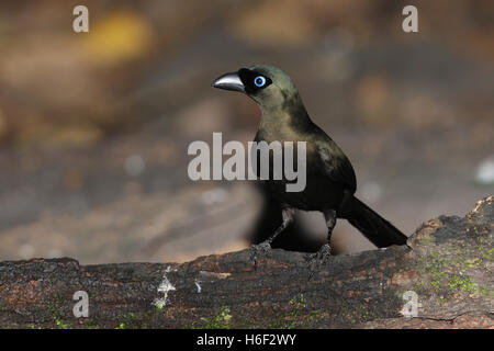 Schläger-angebundene Treepie (Crypsirina Temia) Erwachsene stehend auf umgestürzten Baumstamm in der Nähe von Kaeng Krachan, Thailand November Stockfoto