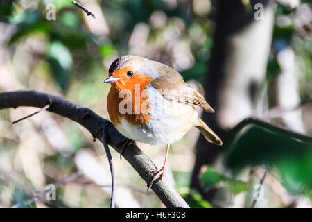 Robin redbreast (Erithacus Rubecula) thront auf einem Zweig in einem Waldgebiet Stockfoto