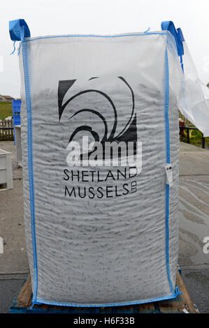 Meer Muscheln gezüchtet von der Westseite des Shetland Schottland geerntet für die Verpackung gewachsen. Stockfoto