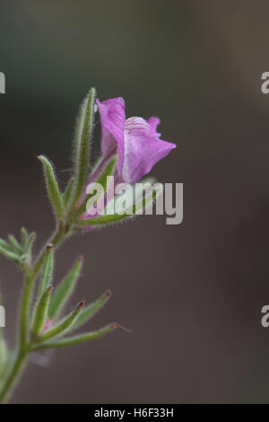 Amt Orontium, Wiesel Schnauze, wächst in einer Ackerfläche, Surrey, UK. Juli. Stockfoto