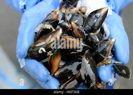 Meer Muscheln gezüchtet von der Westseite des Shetland Schottland geerntet für die Verpackung gewachsen. Stockfoto