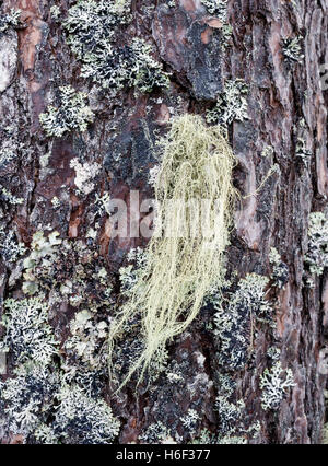 Fishbone Bart Flechte (Usnea Filipendula) Stockfoto