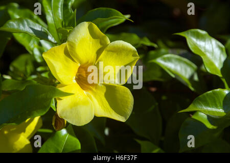 Goldene Trompete (Allamanda Cathartica). Papeete, Südpazifik. Stockfoto