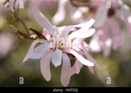 wunderbare blass rosa Magnolia Loebneri 'Leonard Messel' - atemberaubende Frühjahrsblüte Jane Ann Butler Fotografie JABP1670 Stockfoto