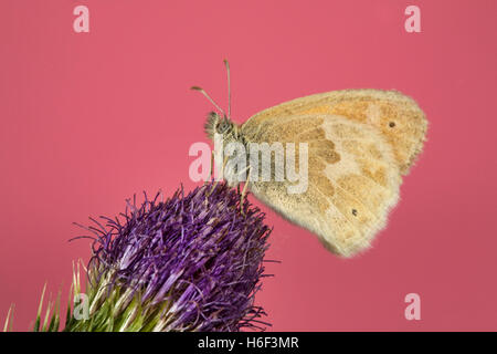 Eine zierliche Schwefel Schmetterling, Nathalis Iole, auch bekannt als ein Zwerg gelb Schmetterling auf einer Distel Stockfoto