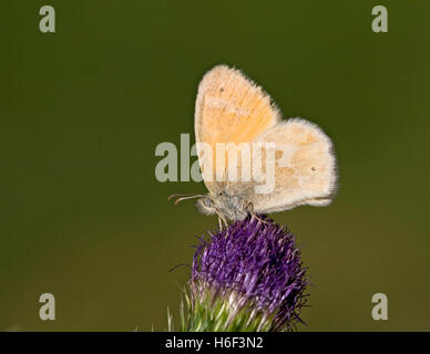 Eine zierliche Schwefel Schmetterling, Nathalis Iole, auch bekannt als ein Zwerg gelb Schmetterling auf einer Distel Stockfoto