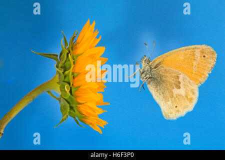 Eine zierliche Schwefel Schmetterling, Nathalis Iole, auch bekannt als ein Zwerg gelb Schmetterling auf einer Distel Stockfoto