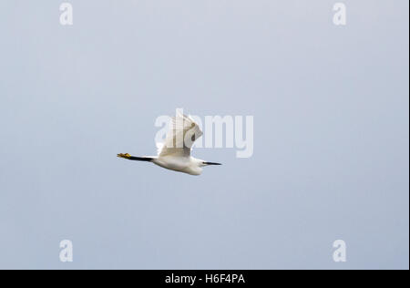 Seidenreiher im Flug gegen klaren Himmel Stockfoto