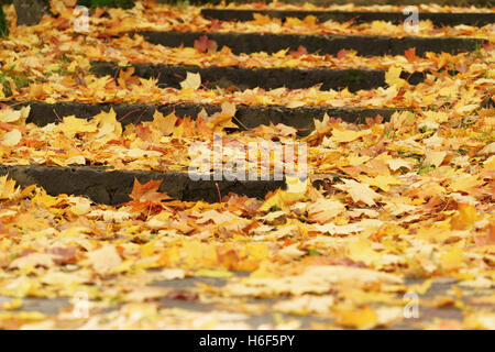 Taube, die zu Fuß auf dem Rasen in der Nähe von Lärche Baum Stockfoto