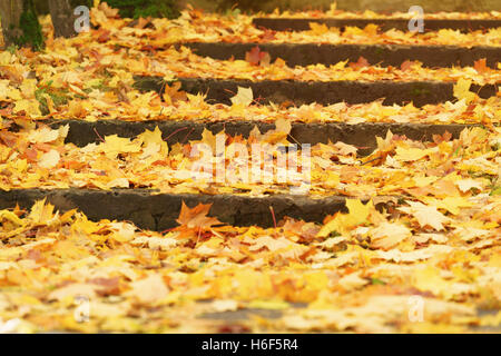 Taube, die zu Fuß auf dem Rasen in der Nähe von Lärche Baum Stockfoto