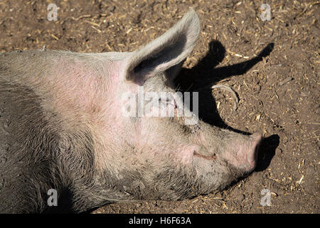 Blick auf den Kopf eines Schweins liegen in der Nähe Stockfoto