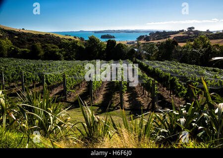 Ein Weinberg auf Waiheke Island mit Blick auf den Ozean und Auckland im Hintergrund.  Fotografiert in Neuseeland. Stockfoto