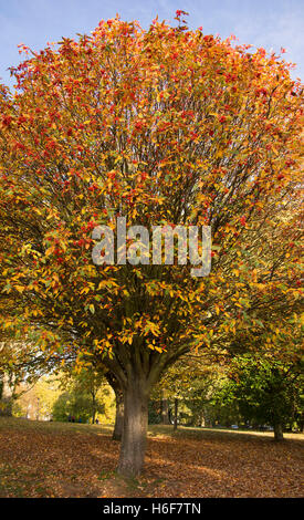 Bunte grünen Teppich deckt den Boden rund um Herbst Baum Stockfoto