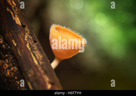 Orange Pilz oder Champagner Pilz im Regenwald, Thailand. Stockfoto