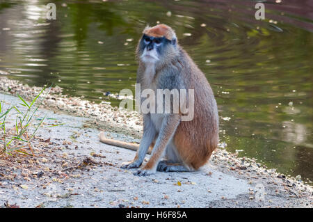 Patas Affe Stockfoto