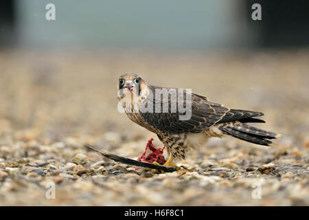 Wanderfalke / Wanderfalke ( Falco peregrinus ) sitzt auf einem Kiesdach auf einem Industriegebäude, auf einer Taube, Wildtiere, Europa. Stockfoto