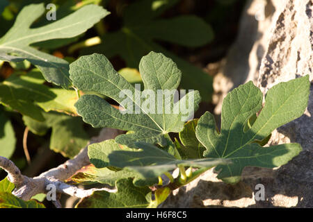 Makro Feigenblättern. Ficus Carica-Baum Stockfoto