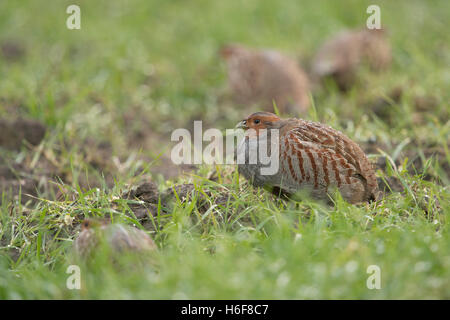 Graue Rebhühner (Perdix Perdix), kleine Gruppe, Herde, sitzen in einem Tau nass Winterweizen, seltene Jagdvögeln Fütterung. Stockfoto