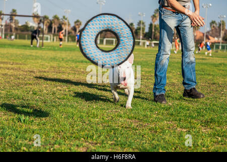 Bull Terrier Hund spielen mit einem Donut geformte Plüschtier an einem sonnigen Tag im Park. Stockfoto