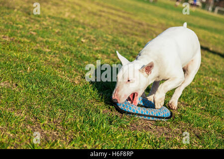 Bull Terrier Hund spielen mit einem Donut geformte Plüschtier an einem sonnigen Tag im Park. Stockfoto