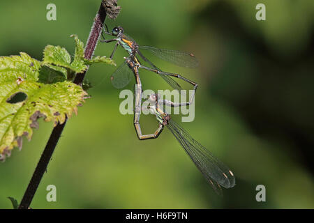 Willow Emerald Damselfly (Lestes Viridis) Erwachsenen paar, Paarung im "Rad" positionieren Eccles-on-Sea, Norfolk, Großbritannien Sept Stockfoto