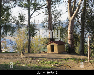 Hund auf Kette vor Ziegelbau Zwinger in Eukalyptus schattigen Boden im andalusischen Dorf Stockfoto