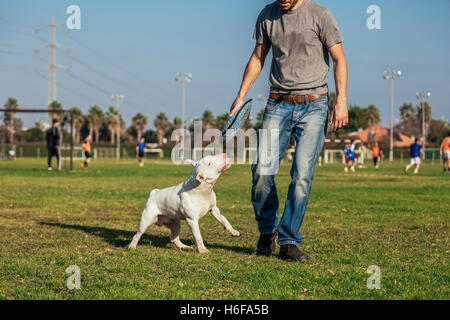 Bull Terrier Hund spielen mit einem Donut geformte Plüschtier an einem sonnigen Tag im Park. Stockfoto