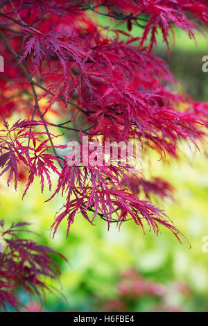 Acer Palmatum Dissectum 'Inaba Shidare' im Herbst. Japanische Ahorn im Herbst Stockfoto