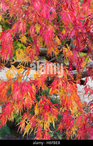 Acer Palmatum Dissectum im Herbst. Japanische Ahorn im Herbst Stockfoto