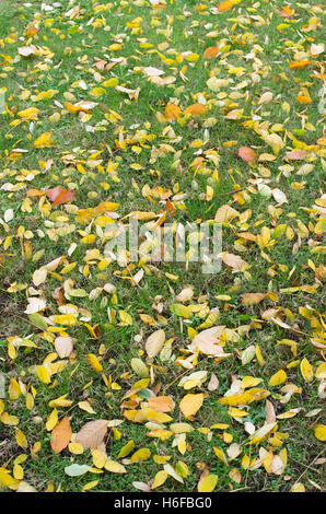 Gymnocladus Dioicus. Gefallenen Kentucky Coffeetree lässt auf eine Wiese im Garten. UK Stockfoto