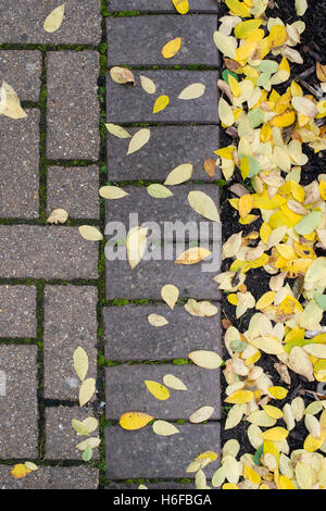 Gymnocladus Dioicus. Gefallenen Kentucky Coffeetree lässt auf einen Gartenweg. UK Stockfoto