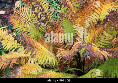 Matteuccia Struthiopteris. Federball Farn verfallenden im Herbst Stockfoto