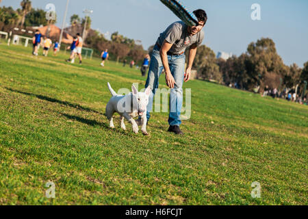 Bull Terrier Hund spielen mit einem Donut geformte Plüschtier an einem sonnigen Tag im Park. Stockfoto