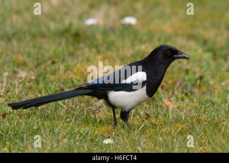 Eurasische Elster / gemeinsame Elster (Pica Pica) auf Nahrungssuche in Wiese Stockfoto