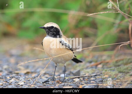 Wüsten Sie-Steinschmätzer (Oenanthe Bodendegradierung) männlich in Japan Stockfoto