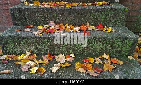 Bunter Herbst Ahornblätter auf konkrete Schritte mit Moos Stockfoto