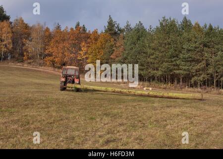 Traktor zieht den umgestürzten Baum. Arbeiten im Wald. Traktor ist abgeschnittene Bäume aus dem Wald heraus schleudern. Schleudern Holz. Stockfoto