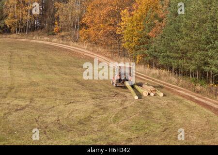 Traktor zieht den umgestürzten Baum. Arbeiten im Wald. Traktor ist abgeschnittene Bäume aus dem Wald heraus schleudern. Schleudern Holz. Stockfoto