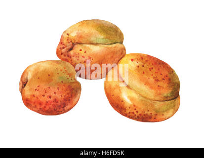 Mit frischen Aprikosen ganze gesetzt. Handgezeichnete Aquarell auf weißem Hintergrund. Stockfoto