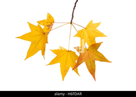 Abzweig mit gelbem Herbstlaub von einem Sweetgum (Liquidambar Styraciflua) isoliert gegen eine weiße backbround Stockfoto