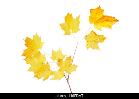 Gelbes Herbstlaub von den Zucker-Ahorn (Acer Saccharum) isoliert gegen eine Weile Hintergrund Stockfoto