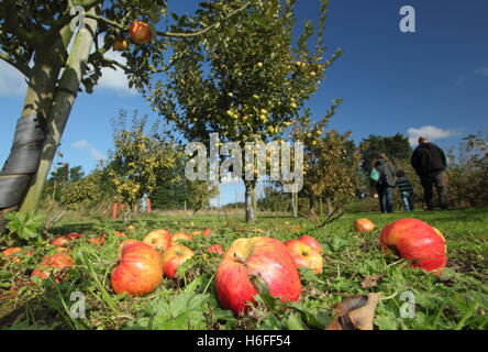 Windschlag Äpfel in Hempsall Erbe Orchard, Nottinghamshire, England auf eine glorreiche Oktober Tag, Großbritannien Stockfoto