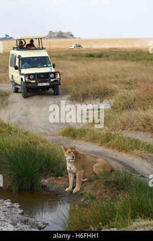 SUV mit Touristen auf Safari, in der Nähe von Löwin am Wasserloch, afrikanischen Löwen (Panthera Leo), Serengeti Nationalpark, Tansania Stockfoto