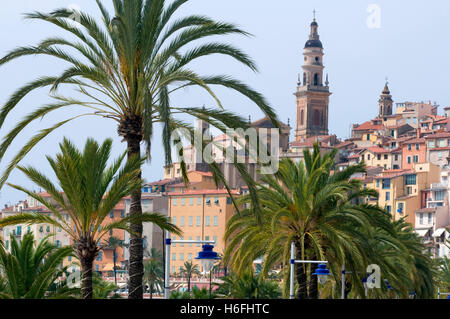 Palmen vor der Altstadt, Menton, Côte d ' Azur, Provence, Frankreich, Europa Stockfoto